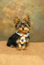A Yorkshire terrier puppy wears a patriotic tie