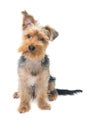 Yorkshire Terrier Puppy on White Background.