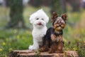 Yorkshire terrier puppy  and white Bichon frise puppy dog sitting on a tree trunk in forest Royalty Free Stock Photo