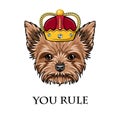 Yorkshire Terrier Queen. Crown. Dog king. You rule text. Vector.