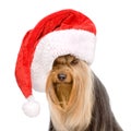 Yorkshire Terrier in red christmas Santa hat. isolated on white Royalty Free Stock Photo