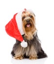 Yorkshire Terrier in red christmas Santa hat. isolated on white Royalty Free Stock Photo