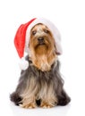 Yorkshire Terrier in red christmas Santa hat. on Royalty Free Stock Photo