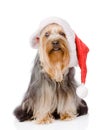 Yorkshire Terrier in red christmas Santa hat. on white Royalty Free Stock Photo