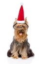 Yorkshire Terrier in red santa hat and with glasses. isolated on white Royalty Free Stock Photo