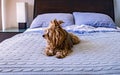 Yorkshire terrier relaxed on his owner`s bed