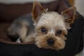 Yorkshire Terrier resting in the crib