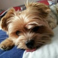 Yorkshire Terrier Resting