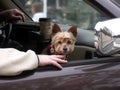 Yorkshire terrier riding in car Royalty Free Stock Photo