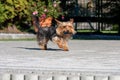 Yorkshire terrier running on a cobblestone with a toy in its mouth Royalty Free Stock Photo