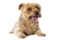 Yorkshire terrier sheared Royalty Free Stock Photo