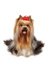 Yorkshire Terrier of show class