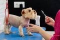 Yorkshire Terrier showed tongue to female groomer during haircut
