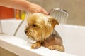 Yorkshire Terrier in the shower in the bathroom after a walk, looks after himself and smiles.