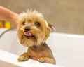 Yorkshire Terrier in the shower in the bathroom after a walk, looks after himself and smiles.