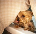 Yorkshire Terrier in the shower in the bathroom after a walk, looks after himself and smiles.