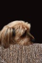 Yorkshire terrier in sisal box Royalty Free Stock Photo