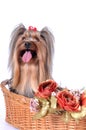 Yorkshire terrier sits in a basket Royalty Free Stock Photo