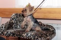 Yorkshire terrier sits on a small sofa