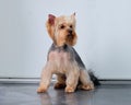 a Yorkshire Terrier sits on a tile floor in front of a door Royalty Free Stock Photo