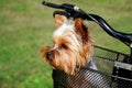 Yorkshire terrier sitting in basket bicycle