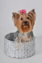 a Yorkshire terrier in a basket. vertical Royalty Free Stock Photo