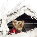 Yorkshire terrier sitting and dressed Royalty Free Stock Photo