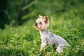 Yorkshire terrier is sitting in the green grass