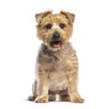 yorkshire terrier sitting and panting on white background Royalty Free Stock Photo