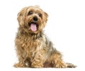 Yorkshire Terrier sitting, panting, 5 years old