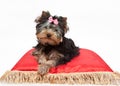 Yorkshire Terrier sitting on red pillow Royalty Free Stock Photo