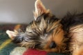 Yorkshire terrier sleeping Royalty Free Stock Photo