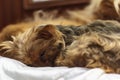 Yorkshire terrier slepping on bed Royalty Free Stock Photo