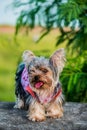 Yorkshire terrier, small dog