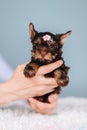 Yorkshire Terrier. Little Puppy Girl in Her Hands with Hairpin on Her Head Royalty Free Stock Photo