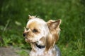 Yorkshire Terrier is a small terrier type dog breed. Walking in the park with your pet. Nice good-natured dog.