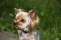 Yorkshire Terrier is a small terrier type dog breed. Walking in the park with your pet. Nice good-natured dog