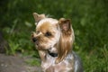 Yorkshire Terrier is a small terrier type dog breed. Walking in the park with your pet. Nice good-natured dog