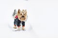 Yorkshire terrier in the snow wearing playing in the park on the snow. Winter time. Dog in coat on white snowy background Royalty Free Stock Photo