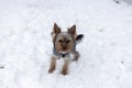 Yorkshire Terrier on the snow in winter. Selective focus Royalty Free Stock Photo