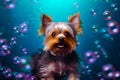 Yorkshire Terrier with soap bubbles on a blue background. 3d rendering Royalty Free Stock Photo