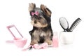 Yorkshire terrier with spa accessories Royalty Free Stock Photo