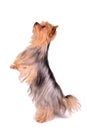 Yorkshire Terrier standing on hind legs