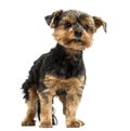 Yorkshire Terrier standing, looking away, 6 years old Royalty Free Stock Photo