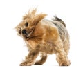 Yorkshire terrier standing, shaking, 6 years old Royalty Free Stock Photo