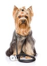 Yorkshire Terrier with a stethoscope on his neck. on wh