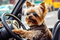 Yorkshire terrier with sunglasses takes control of the automobile, enjoying the ride. Concept of pet travel