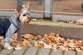 Yorkshire Terrier in a sweater on a walk in the park Royalty Free Stock Photo