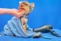 Yorkshire Terrier in a towel after washing wool. Next to it is a hair dryer for drying, a brush for combing