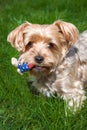 Yorkshire terrier with a toy